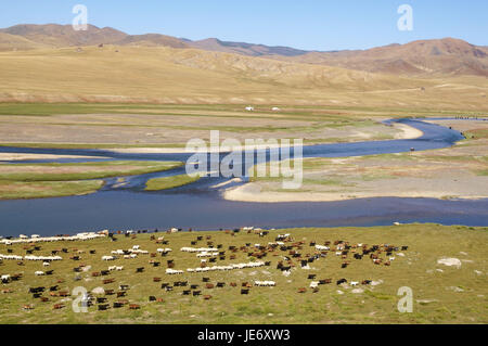 Mongolia, Central Asia, Ovorkhangai province, historical Orkhon valley, UNESCO world heritage, Orkhon flux, flock of sheep, pasture, Stock Photo