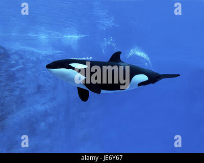Big killer whale, Orcinus orca, adult animal, underwater recording, Stock Photo