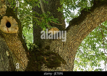 On the trunk of a deciduous tree grows a tree mushroom between branches. In one of the branches there is a small hollow. Russia, the Pskov region. Sun Stock Photo