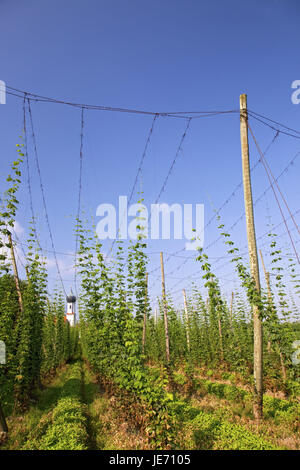 Hop field before the pilgrimage church in Lohwinden, Wolnzach, Hallertau, Upper Bavaria, Bavaria, South Germany, Germany, Stock Photo