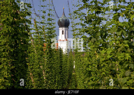 Hop field before the pilgrimage church in Lohwinden, Wolnzach, Hallertau, Upper Bavaria, Bavaria, South Germany, Germany, Stock Photo