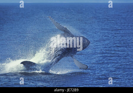 Humpback whale, Megaptera novaeangliae, adult animal, water surface, break through, crack, Alaska,