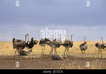 African bunch, Struthio camelus, group, savanna, Masai Mara Park, Kenya, Stock Photo