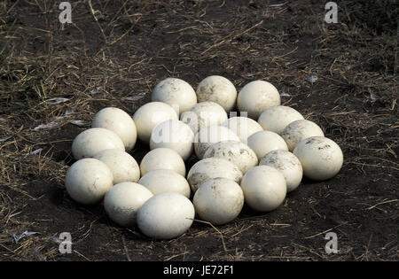 Gelege, Vogel's eggs, African bunch, Struthio camelus, eggs in the nest, Masai Mara Park, Kenya, Stock Photo