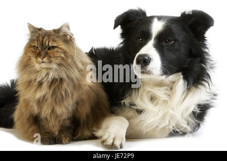 Of Border collie, dog, tortoiseshell-Persian's cat, cat, dog, lie, white background, Stock Photo