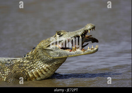 Crocodile cayman, Caiman crocodilus, adult animal, fishing, batch Lianos, Venezuela, Stock Photo