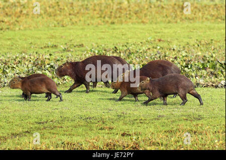 Capybara or water pig, Hydrochoerus hydrochaeris, the world-biggest rodent, batch Lianos, Venezuela, Stock Photo