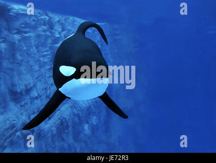 Big killer whale, Orcinus orca, adult animal, Stock Photo