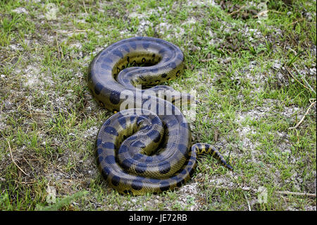 Big anaconda, Eunectes murinus, adult animal, grass, batch Lianos, Venezuela, Stock Photo