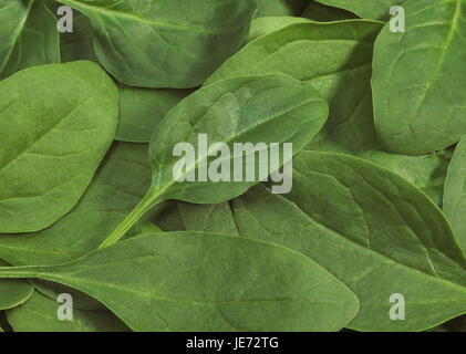 Spinach leaves, Spinacia oleracea, spinach, leaves, Stock Photo