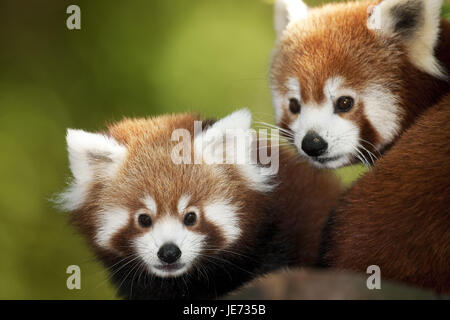 Small panda, Ailurus fulgens, also red panda, adult animals, portrait, Stock Photo