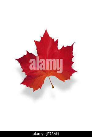 autumnally tinted maple leaf, Stock Photo