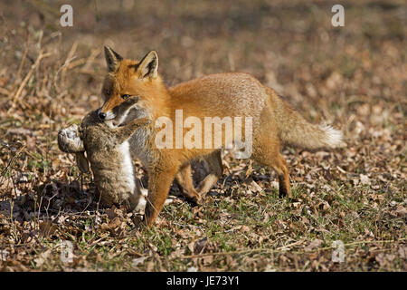 Red fox with prey, Vulpes vulpes, Stock Photo