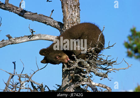 American black bear, Ursus americanus, young animal on a tree, Stock Photo