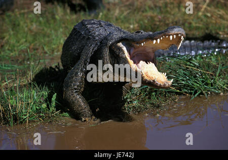 Mississippi alligator, alligator mississippiensis, open mouth, Stock Photo