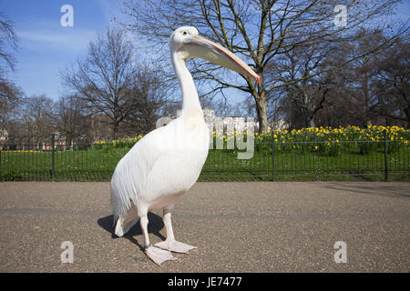 England, London, St. of James park, pelican, at the side, animals, park, spring, Pelecanidae, Pelecanus, water birds, birds, Pelecaniformeses, Wildlife, nobody, Stock Photo