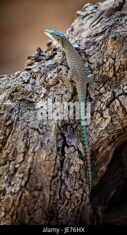 Sharp snouted rock lizard Lacerta oxycephala on a tree bole in Mljet National Park Croatia Stock Photo