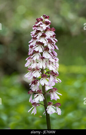 Large flower spike of the lady orchid Orchis purpurea with florets resembling little dolls at Yockletts Bank reserve in Kent Stock Photo