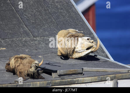 Greenland, Upernavik, house roof, detail, animal skull, musk ox, North-Western Greenland, the Arctic, roof, skull, remains, culture, dry, hunt, tradition, hunting trophy, Stock Photo