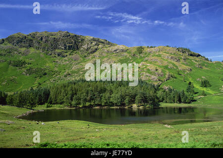 Great Britain, England, Cumbria, brine District, Great Langdale, Blea Camouflaging, lake, Europe, meadows, green, hill, mountains, scenery, mountain landscape, wood, trees, water, nature, remotely, Idyll, deserted, animals, graze, graze, Stock Photo