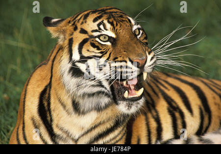 Sumatra tiger, Panthera tigris sumatrae, adult animal, portrait, Stock Photo