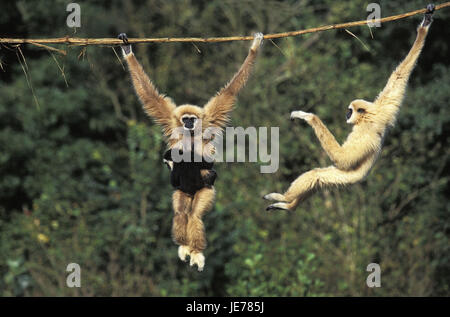 White hand gibbons or Lar, Hylobates lar, females, young animal, carry, liana, hang, Stock Photo