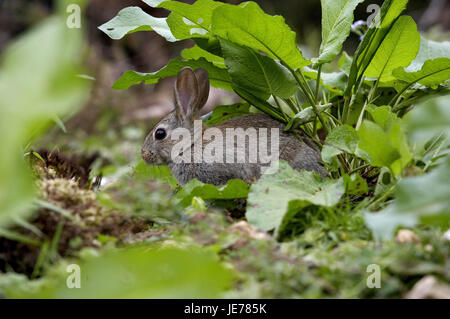 Wild rabbits, Oryctolagus cuniculus, young animal, stand, hind legs, Normandy, Stock Photo