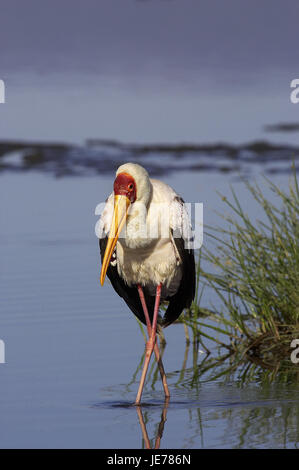 Nimmersatt, Mycteria ibis, adult animal, water, Nakuru brine park, Kenya, Stock Photo