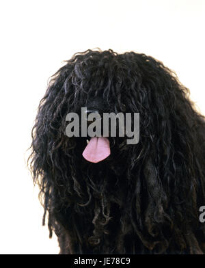 Hungarian Puli, adult animal, portrait, white background, Stock Photo