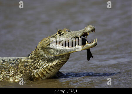 Crocodile cayman, Caiman crocodilus, adult animal, fishing, batch Lianos, Venezuela, Stock Photo