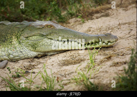 Orinoco crocodile, Crocodylus intermedius, adult animal, head, batch Lianos, Venezuela, Stock Photo