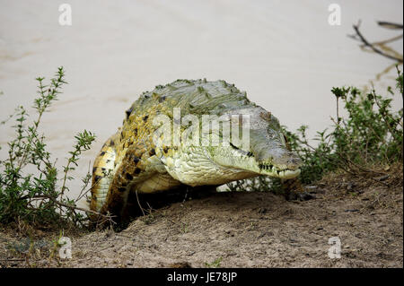 Orinoco crocodile, Crocodylus intermedius, adult animal, appear, water, batch Lianos, Venezuela, Stock Photo