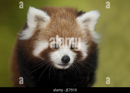 Small panda, Ailurus fulgens, also red panda, adult animals, portrait, Stock Photo