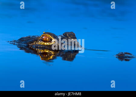 A large alligator at sunrise with a dragonfly perched on it's head. The American Alligator is an apex predator and found throughout the southeast. Stock Photo