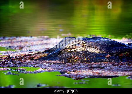 A big alligator at sunrise in the Florida Everglades. This gator is about 13 feet and always hangs out in the same spot. We're friends. Stock Photo