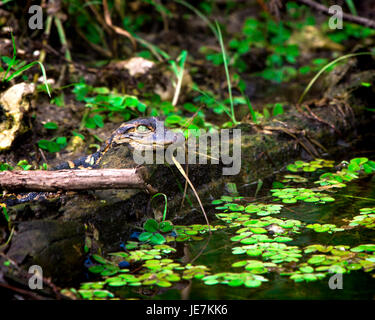 A baby alligator checks things out in the Florida Everglades. The mother alligator was keeping a close eye on thigs a few feet away. Stock Photo