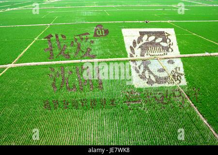 Shenyan, Shenyan, China. 22nd June, 2017. .Nineteen giant pictures of rice paddy art can be seen at a village in Shenyang, northeast China's Liaoning Province, June 23rd, 2017. The rice paddy art, also known as tanbo art, ?is an art form originating in Japan where people plant rice of various types and colors to create a giant pictures in a?paddy field. Credit: SIPA Asia/ZUMA Wire/Alamy Live News Stock Photo