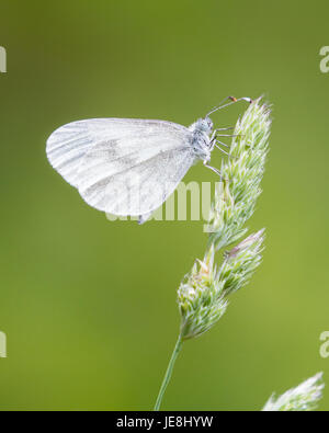 Wood white butterfly Leptidea sinapsis on grass glume in the Picos de Europa in northern Spain Stock Photo