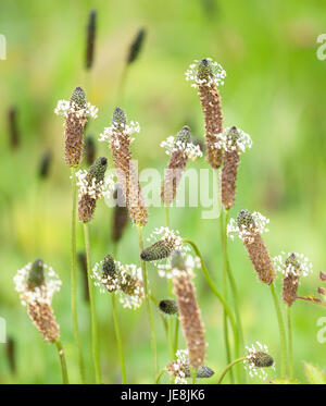 Ascending flower spikes and stamens of Ribwort plantain Plantago lanceolata colony growing along the edge of a Kent meadow UK Stock Photo