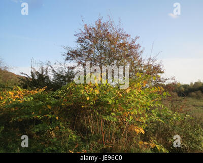 Fallopia japonica, also known as Japanese knotweed, is an invasive ...