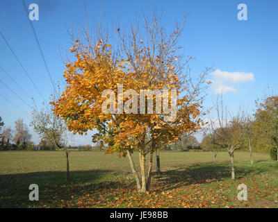 Photograph of Acer platanoides, commonly known as Norway maple, taken on November 15, 2013, highlighting its leaves and bark. Stock Photo