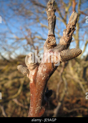 This image depicts a walnut tree (Juglans regia) located in Neulussheim, Germany, captured on January 17, 2014. Stock Photo
