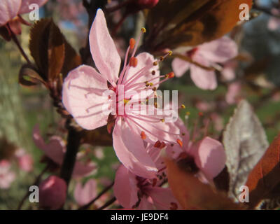 Prunus cerasifera, also known as the cherry plum tree, is a species native to Europe and Asia. This species is known for its small, white or pink flowers and early spring bloom. It is often used in landscaping for ornamental purposes due to its aesthetic appeal and hardiness. Stock Photo