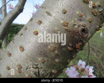 This image shows Prunus serrulata, commonly known as the Japanese