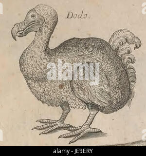 Dodo Text The Dodo was a flightless bird native to Mauritius, often associated ...