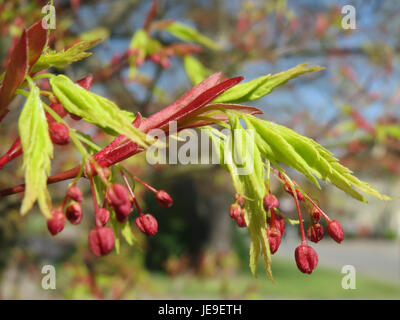 This image shows an Acer palmatum, commonly known as Japanese maple, a species valued for its decorative foliage and vibrant autumn colors. It's a popular ornamental tree in gardens worldwide. Stock Photo