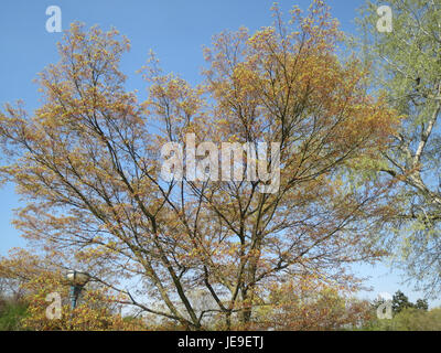 The image shows Acer palmatum, commonly known as Japanese maple, a deciduous tree renowned for its striking red and purple foliage. It is widely cultivated in gardens for its aesthetic beauty. Stock Photo