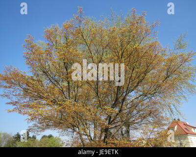 This image from March 28, 2014, shows an Acer palmatum, commonly known as the Japanese maple. This tree is prized for its vibrant fall colors and delicate, lobed leaves, making it a popular ornamental plant in gardens. Stock Photo