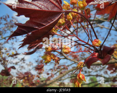 The Acer species (maple) in Altlussheim, Germany, photographed on April ...