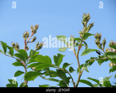 Rosa multiflora, commonly known as multiflora rose, is a vigorous, fast-growing shrub. It is known for its clusters of small, white flowers that bloom in the spring. Stock Photo